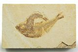 Slab With Two Fossil Fish (Diplomystus & Knightia) - Wyoming #363820-1